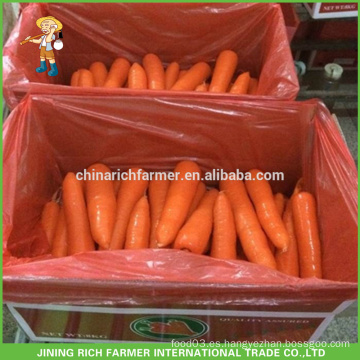 2016 nueva zanahoria fresca china del cultivo caliente para la venta